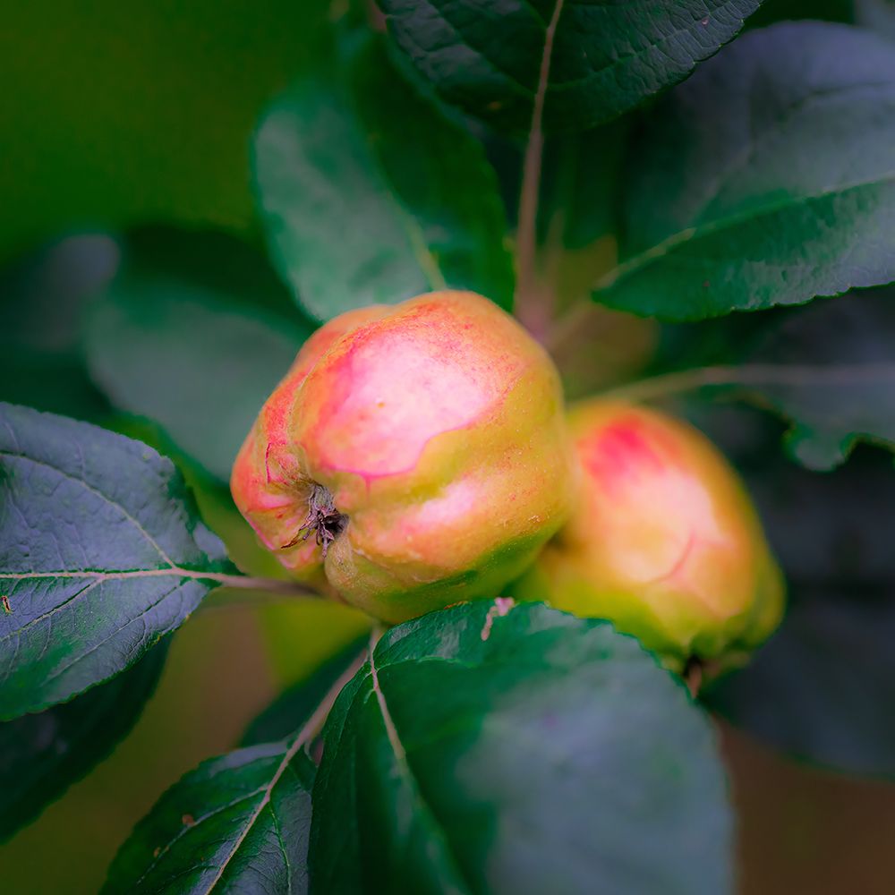Full frame of apples on branch